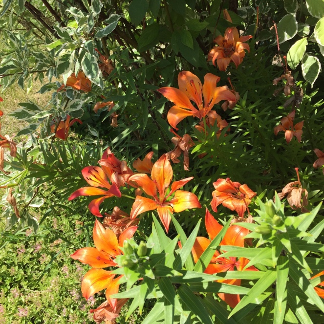 Orange lilies in the yard.