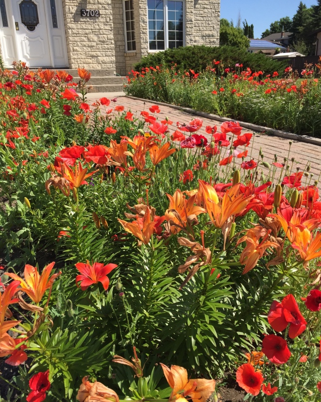Front yard with orange lilies and red poppies.