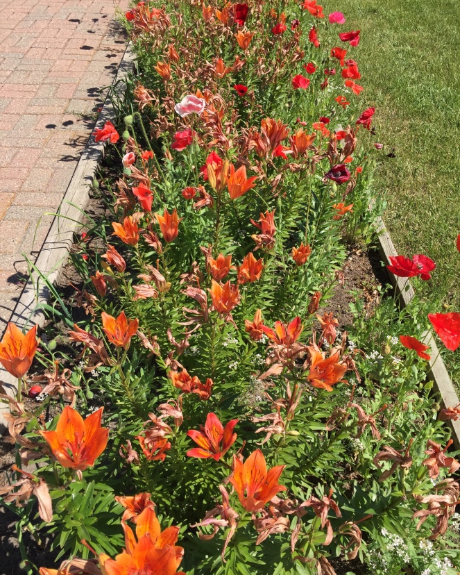 Orange lilies and red poppies in the front yard.
