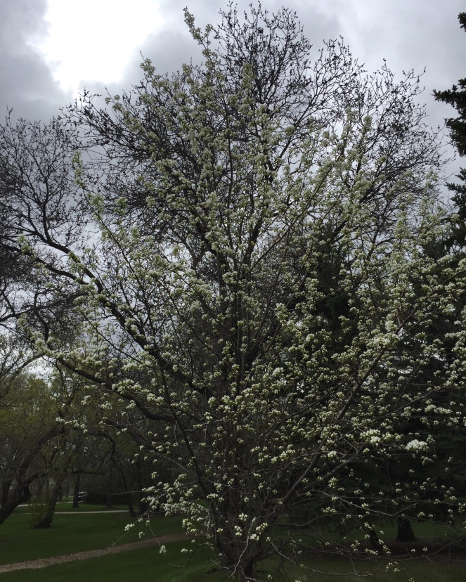 A tree covered with white blossoms stands in the park.