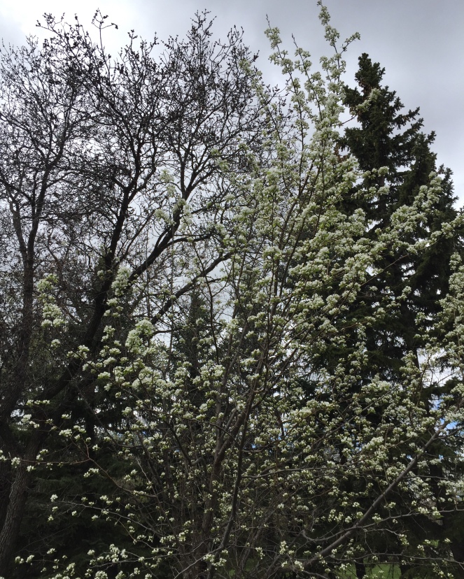 A tree with white blossoms stands in the park.