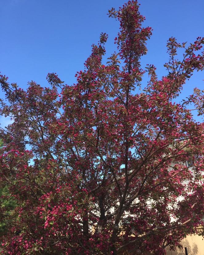 A tree adorned with pink blossoms.