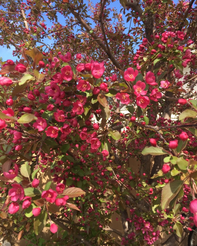 A tree covered in pink blossoms.