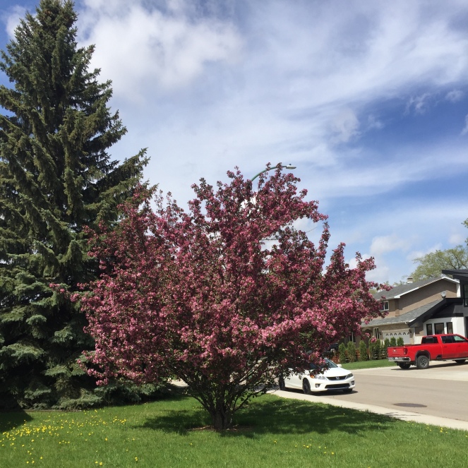 A tree covered with pink blossoms stands on a front yard. A large tree stands next to it.