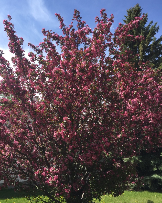 A tree adorned with pink blossoms.