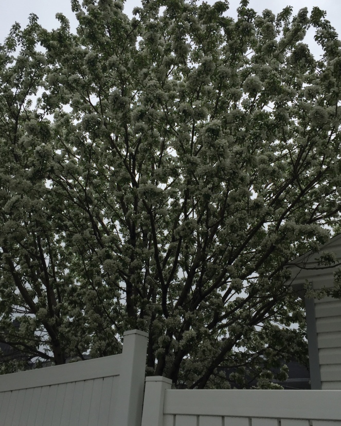A tree covered in white blossoms.