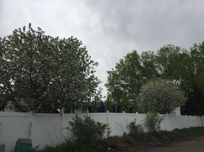 Trees covered in white blossoms look over a fence to an alleyway.