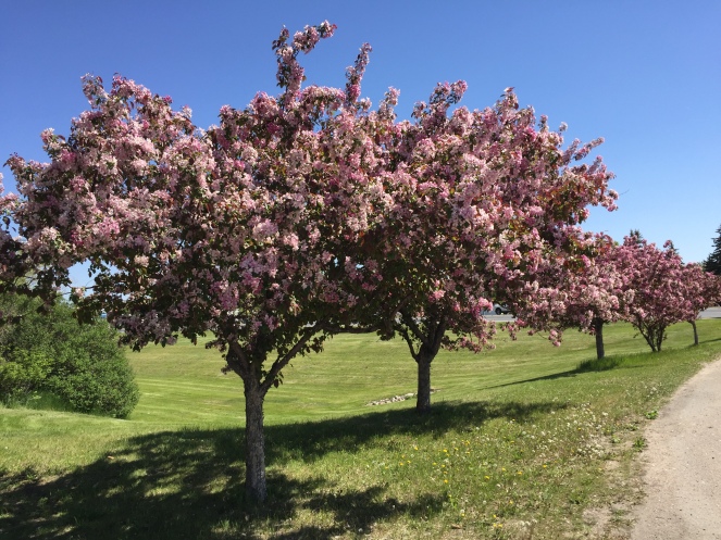 A row of trees with pink blossoms.