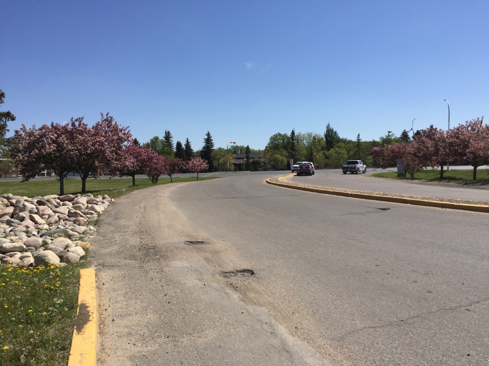 A roadway lined on each side with a row of trees with pink blossoms.