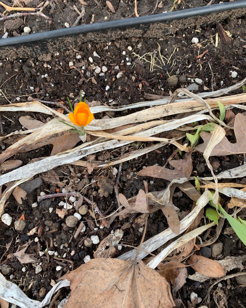 Lone orange flower pops up from under the ground. It is surrounded by rocks, soil, green leaves, and brown leaves.