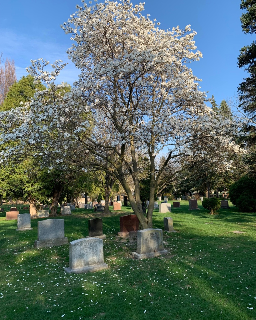 A tree in a cemetery is filled with white magnolia flowers. The green grass on which the tree grows  is covered in fallen white magnolia flowers. Headstones surround the tree. 