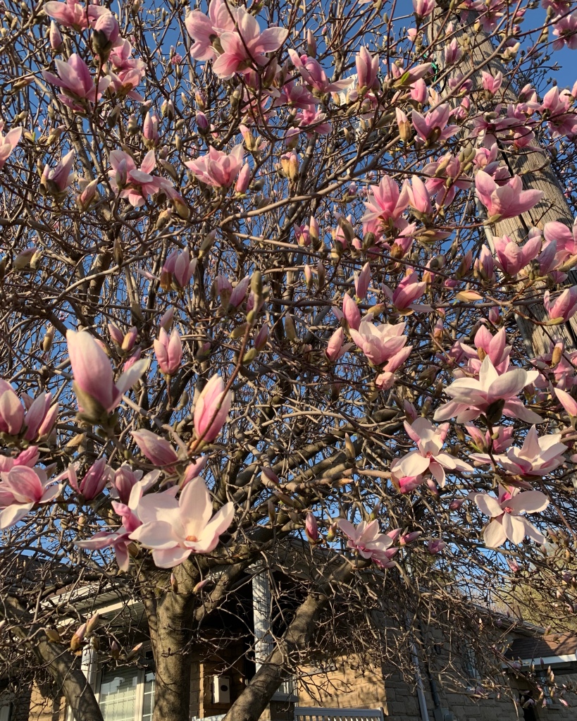 A closeup of pink magnolia flowers on a tree. A house is in the background.