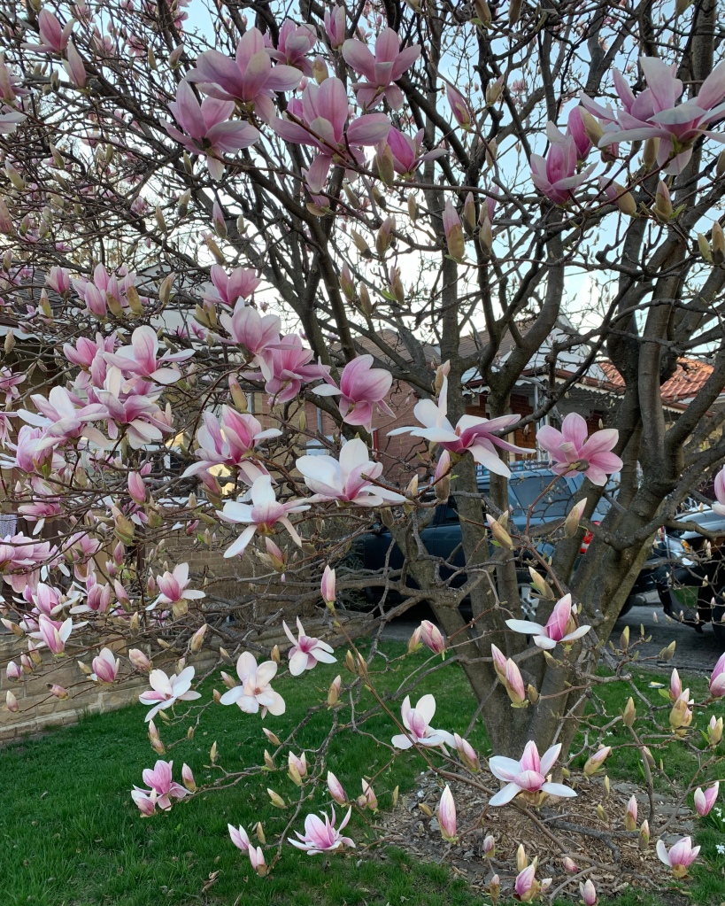 A closeup of pink magnolia flowers on a tree. Houses and cars are in the background. 